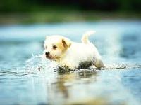 Как научить щенка плавать