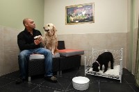 Фешенебельная гостиница для собак в Калифорнии